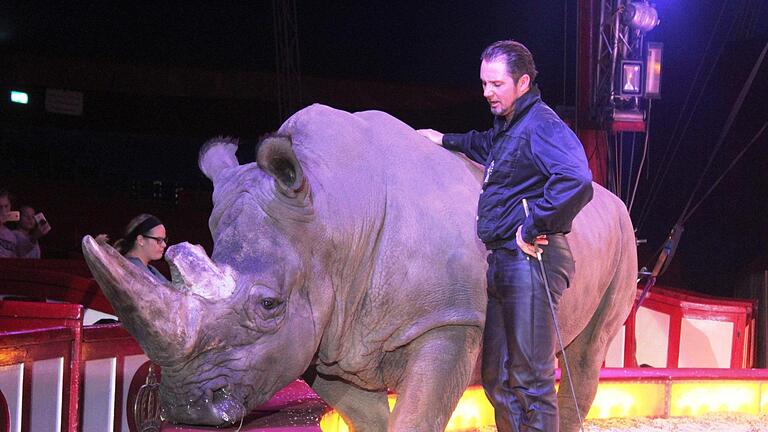 Ein Schwergewicht in der Manege.  Nashorn Tsavo wiegt 3,5 Tonnen. Dompteur Martina Lacey jr. hat es im Griff. Foto: Werner Vogel       -  Ein Schwergewicht in der Manege.  Nashorn Tsavo wiegt 3,5 Tonnen. Dompteur Martina Lacey jr. hat es im Griff. Foto: Werner Vogel