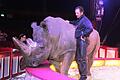 Ein Schwergewicht in der Manege.  Nashorn Tsavo wiegt 3,5 Tonnen. Dompteur Martina Lacey jr. hat es im Griff. Foto: Werner Vogel       -  Ein Schwergewicht in der Manege.  Nashorn Tsavo wiegt 3,5 Tonnen. Dompteur Martina Lacey jr. hat es im Griff. Foto: Werner Vogel