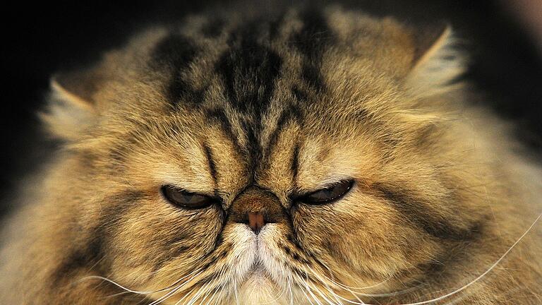 Eine Perserkatze auf der Weltkatzenausstellung in Dortmund       -  Besonders Katzen mit kurzen Schnauzen, etwa Perserkatzen, haben häufig Zahnprobleme. Grund ist der kleine Kiefer.