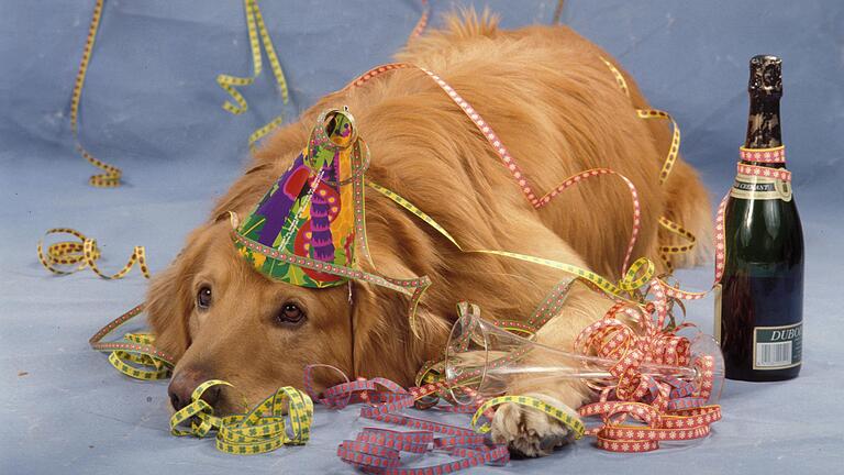 So entspannt ist nicht jeder Hund an Silvester. Mit Geräuschen aus Radio und Fernsehen lassen sich viele Vierbeiner ablenken. So entspannt ist nicht jeder Hund an Silvester. Mit Geräuschen aus Radio und Fernsehen lassen sich viele Vierbeiner ablenken.