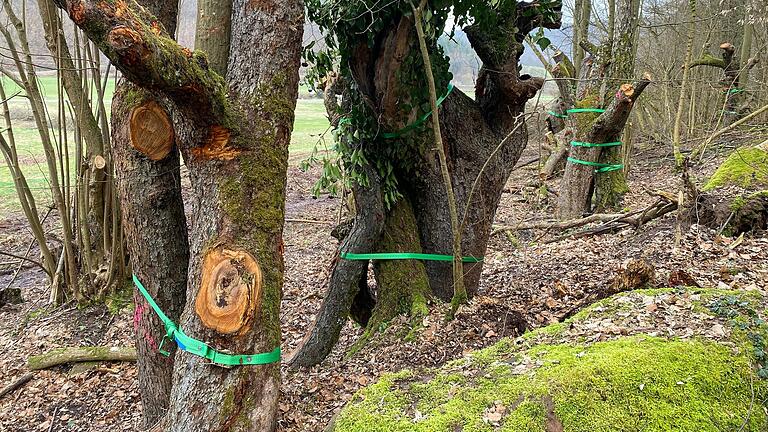 Im neuen Baugebiet Mühlwiesen II in Gemünden wurden Obstbäume gefällt und am Waldrand an Bäumen festgezurrt. Im neuen Baugebiet Mühlwiesen II in Gemünden wurden Obstbäume gefällt und am Waldrand an Bäumen festgezurrt.