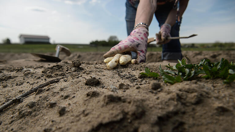 Spargel aus Familienbetrieb       -  Keine Abdeckfolien, kleiner Acker: Die Familie Sauer sticht bei Sommerach als eine der letzten Spargel in alter Tradition.