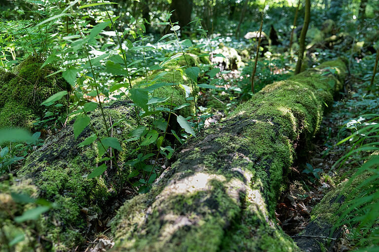 Auf dem Weg zum Urwald . . .