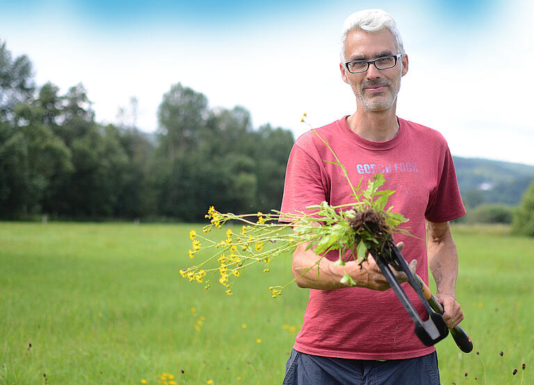 Grünlandbetreuer Torsten Ruf mit dem giftigen Wasserkreuzkraut.