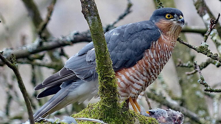 Vogel des Monats Februar: Der Sperber - wendiger Greifvogel mit Überraschungsangriff auf Singvögel.