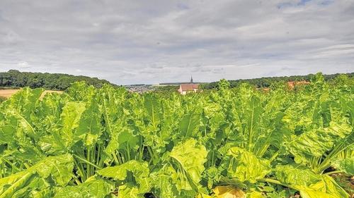 Zuckerrüben - wie gemalt vor der Ochsenfurter Wolfgangskapelle. Der Anbau der Rüben ist prägend für den Ochsenfurter Gau.