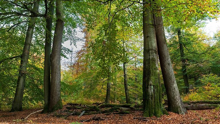 Typisch für die Wälder des Spessarts sind Eichen und Buchen. (Archivfoto) Typisch für die Wälder des Spessarts sind Eichen und Buchen. (Archivfoto)