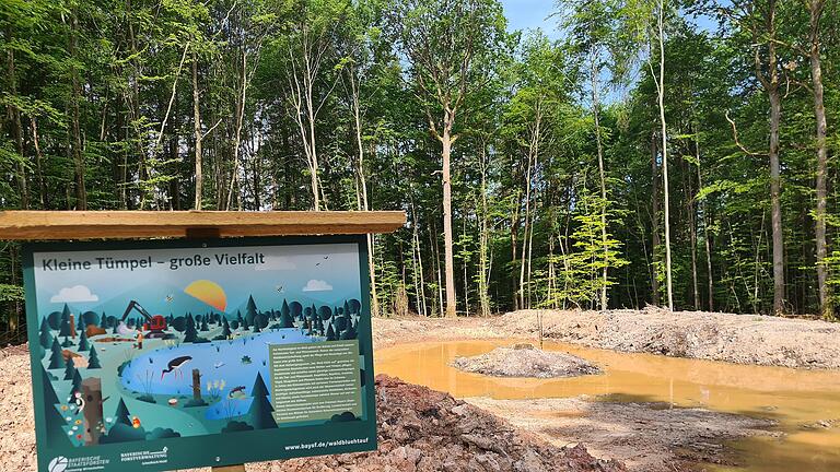 Feuchtbiotope als gezielte Waldnaturschutzmaßnahme sind im Forstrevier Unterebersbach entstanden.       -  Feuchtbiotope als gezielte Waldnaturschutzmaßnahme sind im Forstrevier Unterebersbach entstanden.