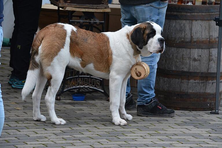 Ein Bernhardiner mit dem Schnapsfässchen war natürlich ein Hingucker beim Rhöner Honigfarm-Fest in Hausen.