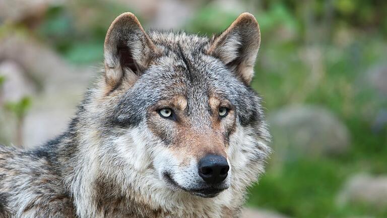 Etwa 2500 bis 3000 Wölfe leben derzeit allein in Deutschland. Dr. Michael Weiler, Tierarzt, Reiter und Jäger, beschäftigt sich seit Jahrzehnten mit dem Wolf. In Untererthal sprach er über seine Erfahrungen.       -  Etwa 2500 bis 3000 Wölfe leben derzeit allein in Deutschland. Dr. Michael Weiler, Tierarzt, Reiter und Jäger, beschäftigt sich seit Jahrzehnten mit dem Wolf. In Untererthal sprach er über seine Erfahrungen.