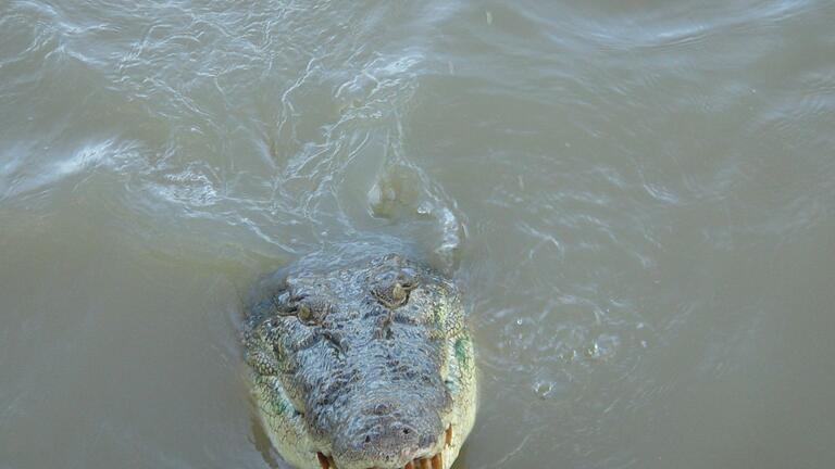 Krokodil im Northern Territory       -  Nach dem Verschwinden eines Anglers in Australien gilt es als sehr wahrscheinlich, dass der Mann von einem Krokodil getötet wurde.