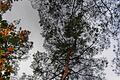 Viele Waldbäume geben derzeit ein jammervolles Bild ab. Mit gezielten Maßnahmen wollen die Waldbesitzer in der Zukunft der fortschreitenden Klimaveränderung entgegentreten. Bei der Jahreshauptversammlung der Jagdgenossen in Wegfurt wurden hierzu von Revierförster mögliche Maßnahmen aufgezeigt.