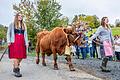 Weideabtrieb in Ginolfs: Über 1500 Tiere bahnen sich ihren Weg von den Rhönwiesen ins Tal nach Ginolfs. Fotos vorab, es folgen weitere aus dem Büro....