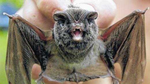 Vorbild für Batman: 24 der in Bayern seltenen Mopsfledermäuse wurden im Gewölbekeller der Ruine Schönrain gezählt. Vorbild für Batman: 24 der in Bayern seltenen Mopsfledermäuse wurden im Gewölbekeller der Ruine Schönrain gezählt.
