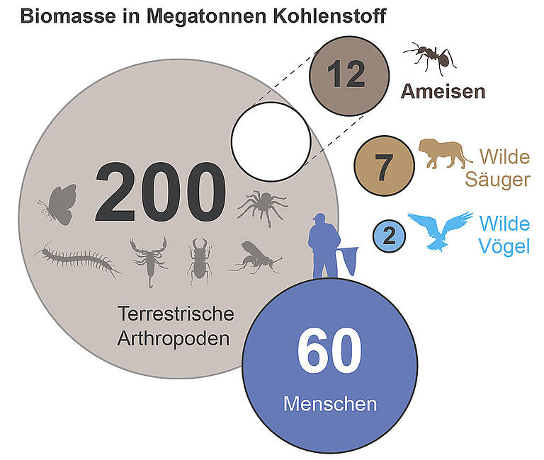 Das Verhältnis der Biomasse von Ameisen zu anderen Gruppen von Lebewesen Das Verhältnis der Biomasse von Ameisen zu anderen Gruppen von Lebewesen