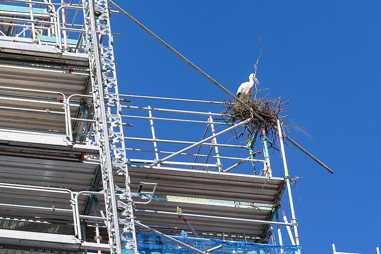 Der Kirchturm in Uehlfeld ist eingerüstet. Das hindert diesen Storch aber nicht daran, hier ein neues Nest zu bauen.