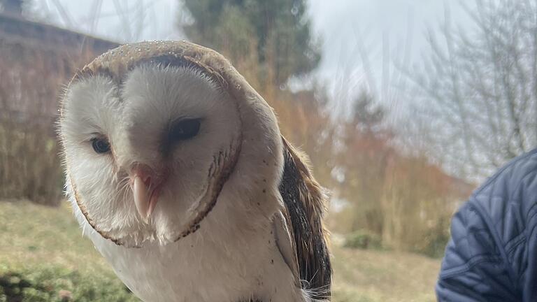 Melissa Gastl  fand eine Schleiereule und entschied: Dem Tier muss geholfen werden. Foto: Jacqueline Edgü-Mihm       -  Melissa Gastl  fand eine Schleiereule und entschied: Dem Tier muss geholfen werden. Foto: Jacqueline Edgü-Mihm
