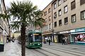 In der Würzburger Kaiserstraße wurden jetzt Hanfpalmen in Kübeln aufgestellt.