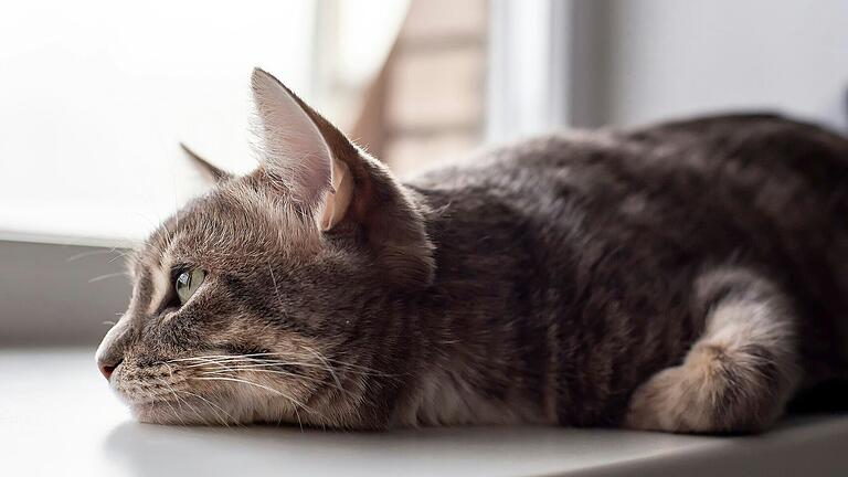 Ein Streit wegen einer Katze war kürzlich Thema einer Gerichtsverhandlung in Gemünden.