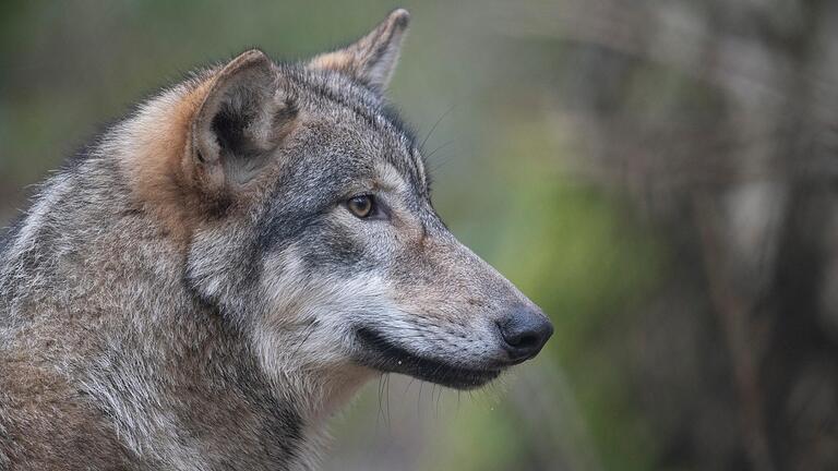 Noch ist es nur ein Verdacht – und vieles spricht dagegen. Grundsätzlich ist es aber durchaus möglich, dass ein Wolf, wie hier auf unserem Symbolbild, durch den Landkreis Schweinfurt zieht, sagen Vertreter der Unteren Naturschutzbehörde.&nbsp;