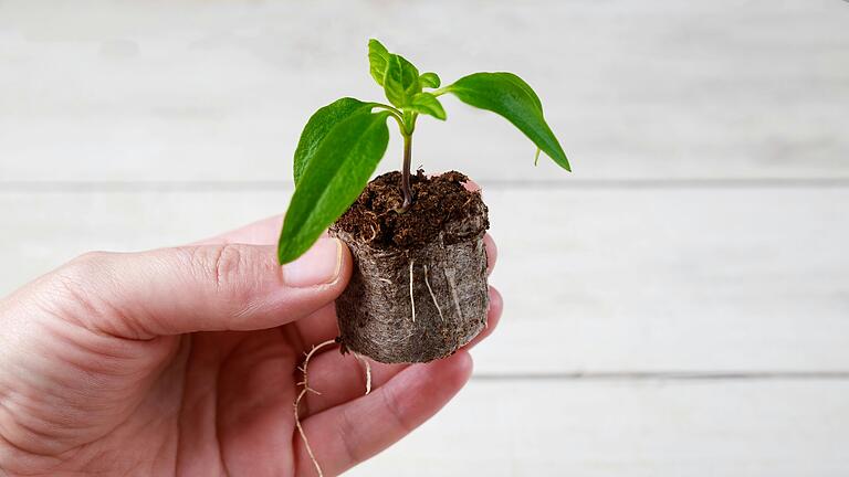 Ein frischer Paprika-Keimling durchbricht die Erde: Das erste Grün im Frühjahr.