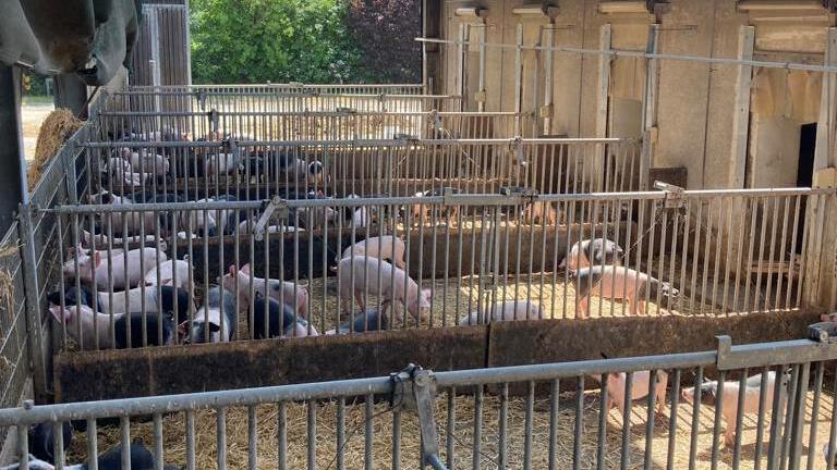 Viel mehr Platz als gesetzlich vorgeschrieben haben die Schweine auf dem Ökohof Kaufmann in Ramsthal. - Viel mehr Platz als gesetzlich vorgeschrieben haben die Schweine auf dem Ökohof Kaufmann in Ramsthal. Viel mehr Platz als gesetzlich vorgeschrieben haben die Schweine auf dem Ökohof Kaufmann in Ramsthal. - Viel mehr Platz als gesetzlich vorgeschrieben haben die Schweine auf dem Ökohof Kaufmann in Ramsthal.