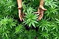 Linke fordern Cannabis-Clubs.jpeg       -  Immer größere Mengen an Haschisch werden von Marokko, dem wichtigsten Produzenten des in Europa verkauften Cannabis, übers Mittelmeer nach Südspanien transportiert.