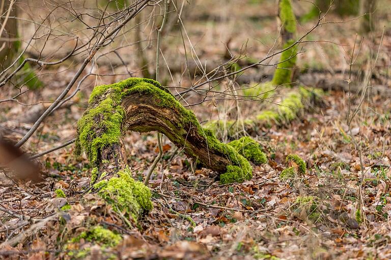 Viel Natur: unterwegs auf der 'Wanderung entlang des Grenzweges' in Aub. Viel Natur: unterwegs auf der 'Wanderung entlang des Grenzweges' in Aub.