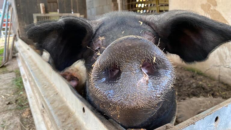 Die Schweine Bruno und Brunhilde leben auf dem Erlebnisbauernhof Stierhof.