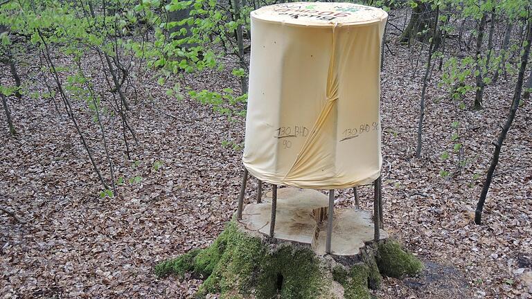 Waldbesucher machten die Ortsgruppe Eltmann-Steigerwald des BUND Naturschutz und den Verein Nationalpark Steigerwald auf jüngst gefällte Bäume nahe Fabrikschleichach aufmerksam. Die Naturschützer hatten versucht, auf dem Baumstumpf mit einer Rekonstruktion die Dimension des gefällten Baumes deutlich zu machen.