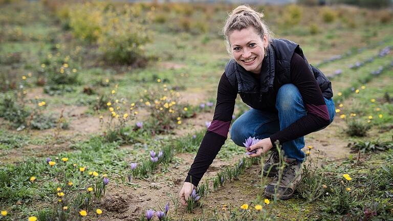 Gewürz-Anbauerin aus Ochsenfurt: Mit der Hand pflückt Katharina Apfelbacher die einzelnen Safran-Blüten.