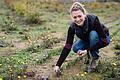 Gewürz-Anbauerin aus Ochsenfurt: Mit der Hand pflückt Katharina Apfelbacher die einzelnen Safran-Blüten.