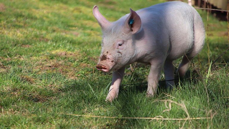 Im Schweinsgalopp: Peppa beim Toben auf der Wiese.