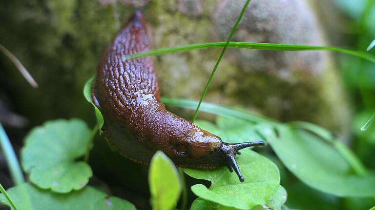 Nacktschnecken sind in diesem feuchten Sommer ein großes Problem im Garten.&nbsp;