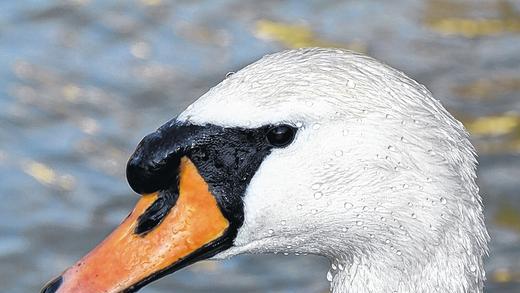 Uns schwant, der Frühling kommt       -  Symbolbild Schwan