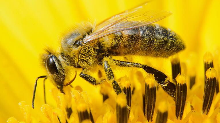 Bienen - 'Rettet die Bienen': CSU und Freie Wähler nehmen den Gesetzentwurf an. Initiatoren sprechen von einem Sieg für die Demokratie. Bienen - 'Rettet die Bienen': CSU und Freie Wähler nehmen den Gesetzentwurf an. Initiatoren sprechen von einem Sieg für die Demokratie.