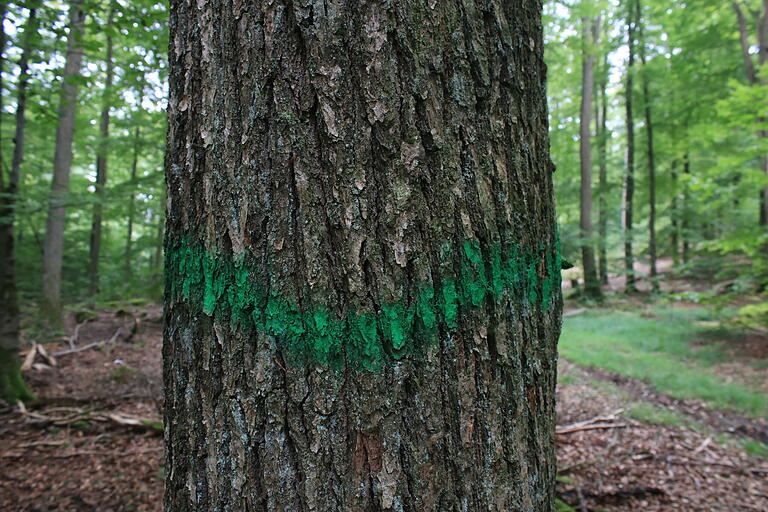 Die grüne Markierung am Stamm einer Eiche verdeutlicht, dass es sich um einen Biotopbaum handelt, der erhalten bleiben soll.