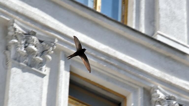 Vögel in der Stadt       -  Mit Linienmustern oder Punktrastern auf Glasflächen könnte man den Vogelschlag reduzieren. (Symbolbild)