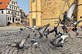 Die Stadt hat das Füttern von Vögeln im gesamten Stadtgebiet verboten. Nur die Stadttaubenhilfe 'White Angels' darf seit dem Lockdown die Tiere zentral am Martin-Luther-Platz füttern.