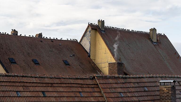 Die Tauben-Population in Gerolzhofen hat wieder deutlich zugenommen. Das Bild entstand vom ehemaligen Hümpfner-Anwesen in der Weiße-Turm-Straße aus und zeigt die Dächer der Stadtapotheke und des Notar- und Ärztehauses am Marktplatz. Die Tauben-Population in Gerolzhofen hat wieder deutlich zugenommen. Das Bild entstand vom ehemaligen Hümpfner-Anwesen in der Weiße-Turm-Straße aus und zeigt die Dächer der Stadtapotheke und des Notar- und Ärztehauses am Marktplatz.