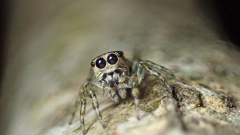 Spinne.jpeg       -  Die südamerikanische Spinne Guriurius minuano hat acht Beine - wie jede Spinne.