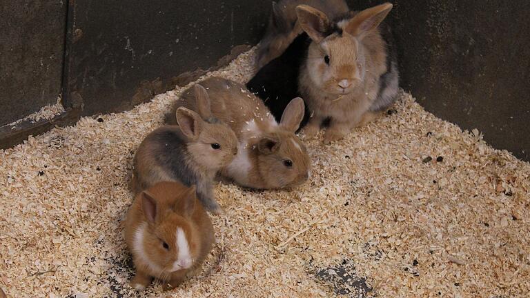 72 Kaninchen müssen jetzt im Tierheim in Würzburg durch den Winter gefüttert werden. Auf dem Bild zu sehen sind sechs der eingesammelten Nager. 72 Kaninchen müssen jetzt im Tierheim in Würzburg durch den Winter gefüttert werden. Auf dem Bild zu sehen sind sechs der eingesammelten Nager. 