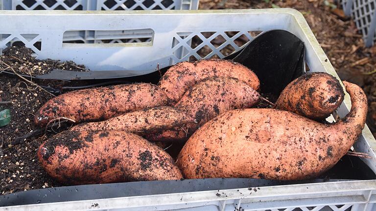 Süßkartoffeln kann man nicht direkt nach der Ernte essen, sie brauchen eine Nachreifephase. Süßkartoffeln kann man nicht direkt nach der Ernte essen, sie brauchen eine Nachreifephase.