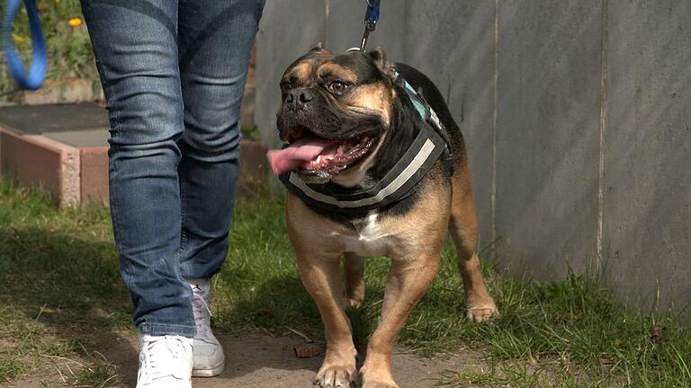 Weite Strecken kann Bruno nicht laufen. Der Hund braucht besonderes Training und Physiotherapie. Weite Strecken kann Bruno nicht laufen. Der Hund braucht besonderes Training und Physiotherapie.