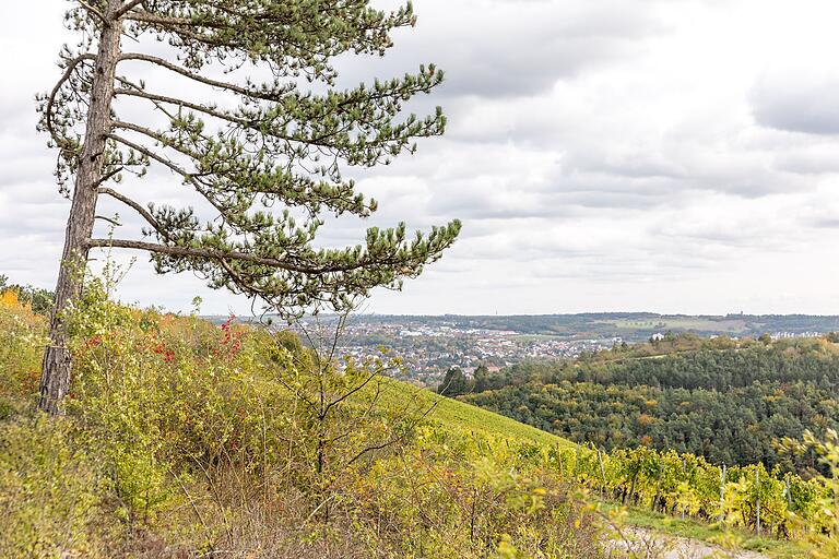 Famoser Ausblick von der Höhe auf dem Wanderweg  'Zwischen Wengert und Kiefern'.