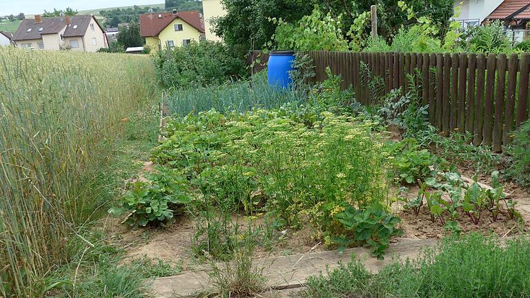 Kartoffeln und Gemüse gibt's vom Acker hinterm Gartenzaun. Foto: Antje Roscoe