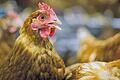 Besondere Hygiene im Stall: Legehennen müssen vor der gefährlichen Vogelgrippe geschützt werden.