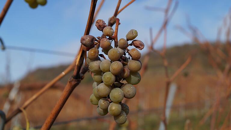 Im Weinberg von Jürgen Berninger in Ziegelanger hängen noch Trauben der dritten Generation. Für Wein wären sie nicht mehr zu gebrauchen, die Fäule ist schon deutlich zu erkennen. Der Frost im Frühjahr hatte die Haupttriebe absterben lassen, wodurch die Pflanzen mehr Energie in die später reifenden Nebentriebe steckten. Im Weinberg von Jürgen Berninger in Ziegelanger hängen noch Trauben der dritten Generation. Für Wein wären sie nicht mehr zu gebrauchen, die Fäule ist schon deutlich zu erkennen. Der Frost im Frühjahr hatte die Haupttriebe absterben lassen, wodurch die Pflanzen mehr Energie in die später reifenden Nebentriebe steckten.