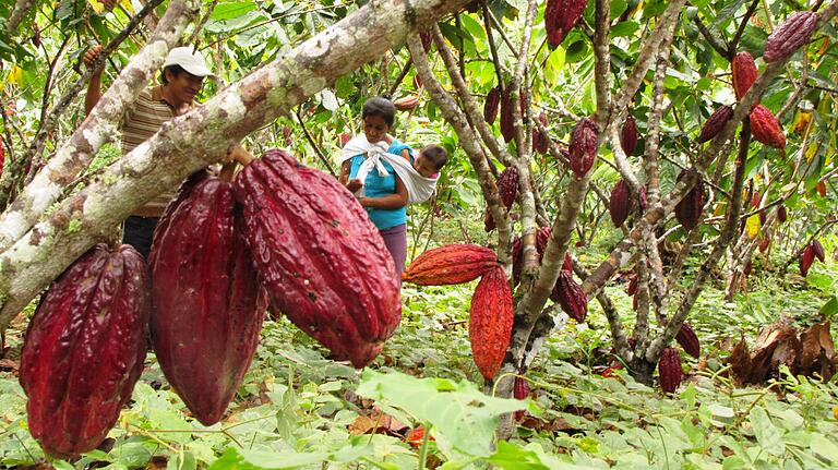 Sind die Kakao-Schoten reif? Ein Bauer in den peruanischen Anden begutachtet seine Plantage. Sind die Kakao-Schoten reif? Ein Bauer in den peruanischen Anden begutachtet seine Plantage.