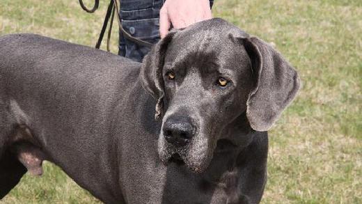 Vier Hunde ohne Leine unterwegs